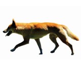 "
 ( )"