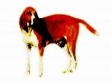 " -  (  )"