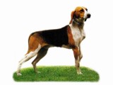 " -  ( - )"